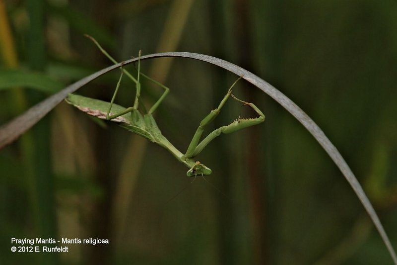 15 Sept-PrayingMantis.jpg
